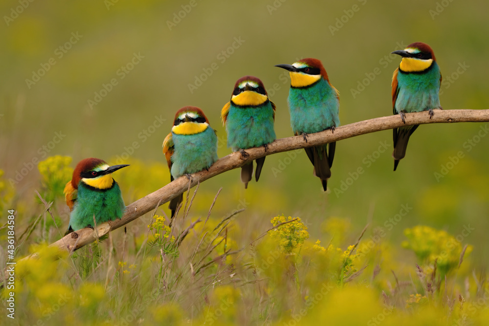 Group of colorful bee-eater on tree branch, against of yellow flowers background Group of colorful bee-eater on tree branch, against of yellow flowers background