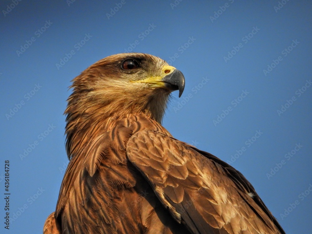 Black kite Black kite