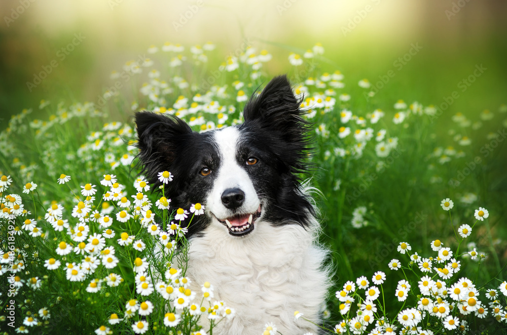 border collie dog lovely pet portrait in daisies spring