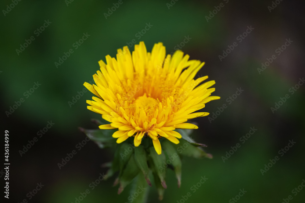 Yellow dandelion on a green background close-up shows the details of the petals, perfect for background, texture, macro photography. Beautiful wild yellow dandelion