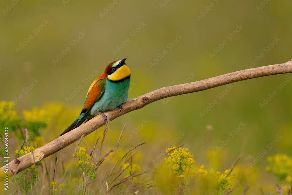 Colorful bee-eater on tree branch, against of yellow flowers background