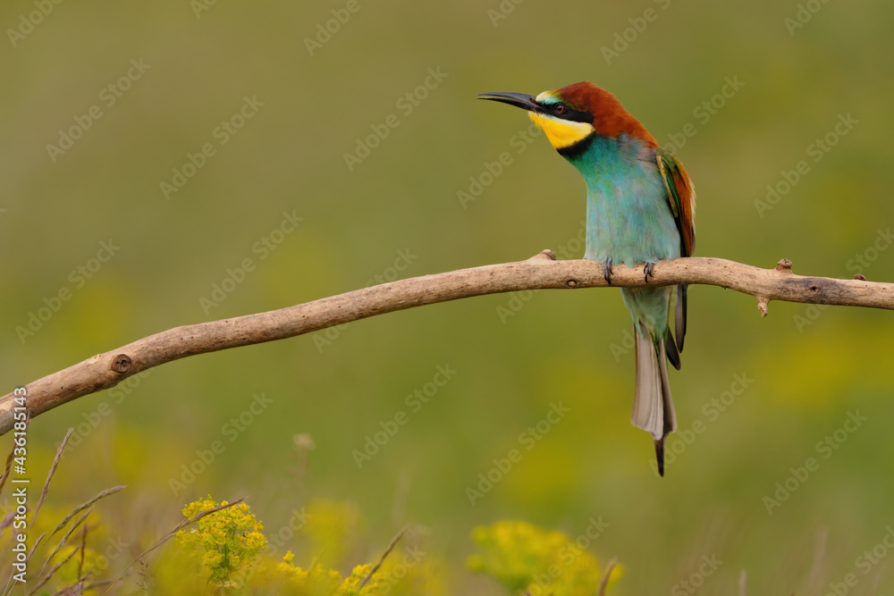 Colorful bee-eater on tree branch, against of yellow flowers background