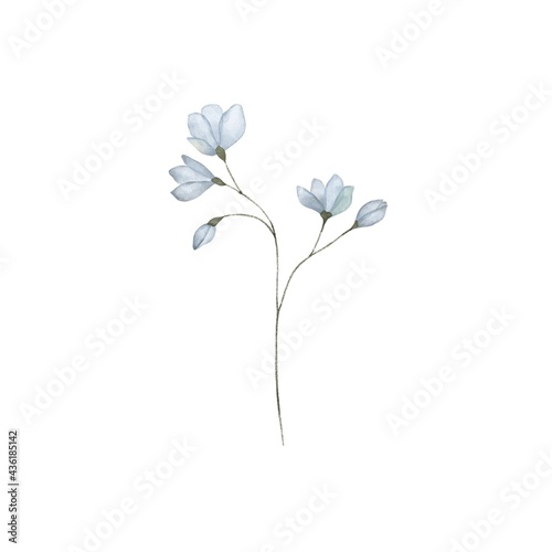 elegant botanical watercolor illustration. Sophisticated blue flower