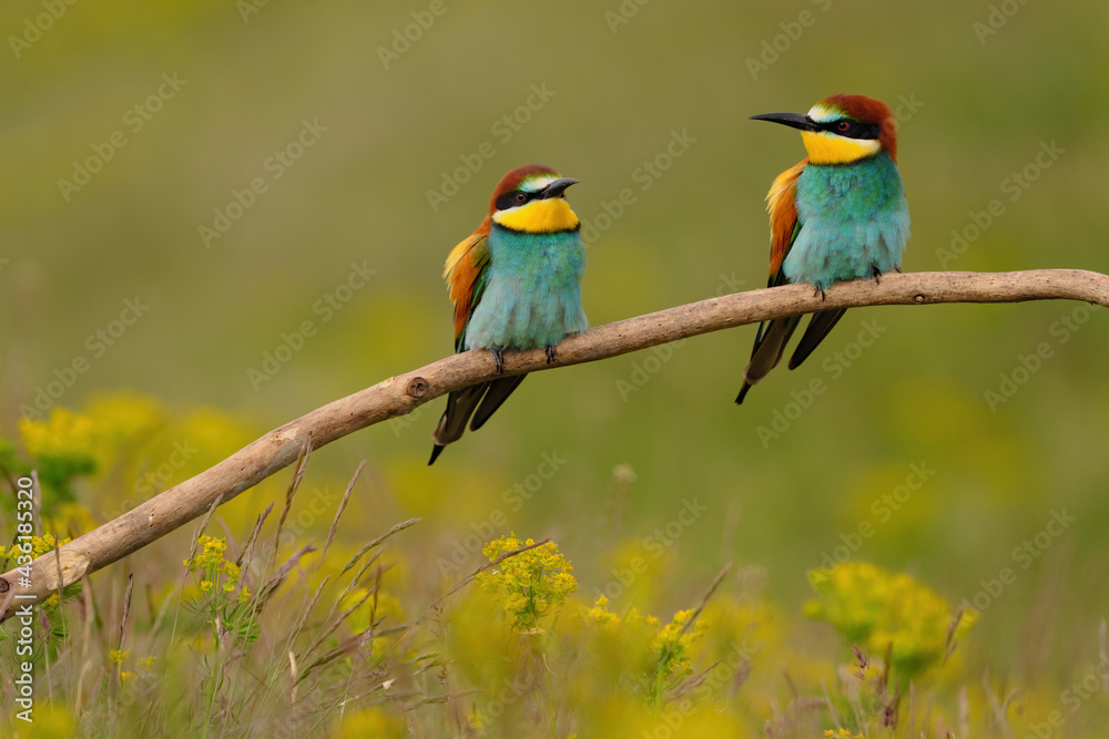 Group of colorful bee-eater on tree branch, against of yellow flowers background Group of colorful bee-eater on tree branch, against of yellow flowers background