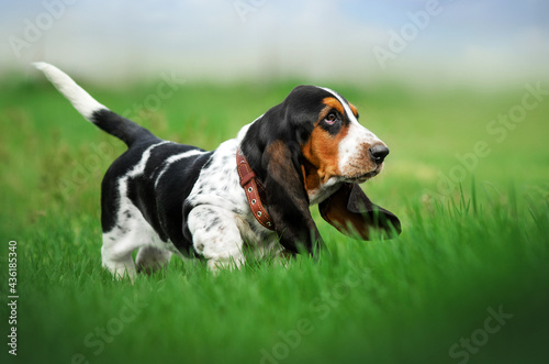 basset hound funny puppy pet on a spring walk dog portrait 