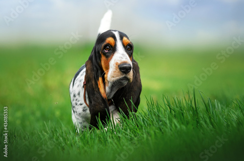 basset hound funny puppy pet on a spring walk dog portrait
