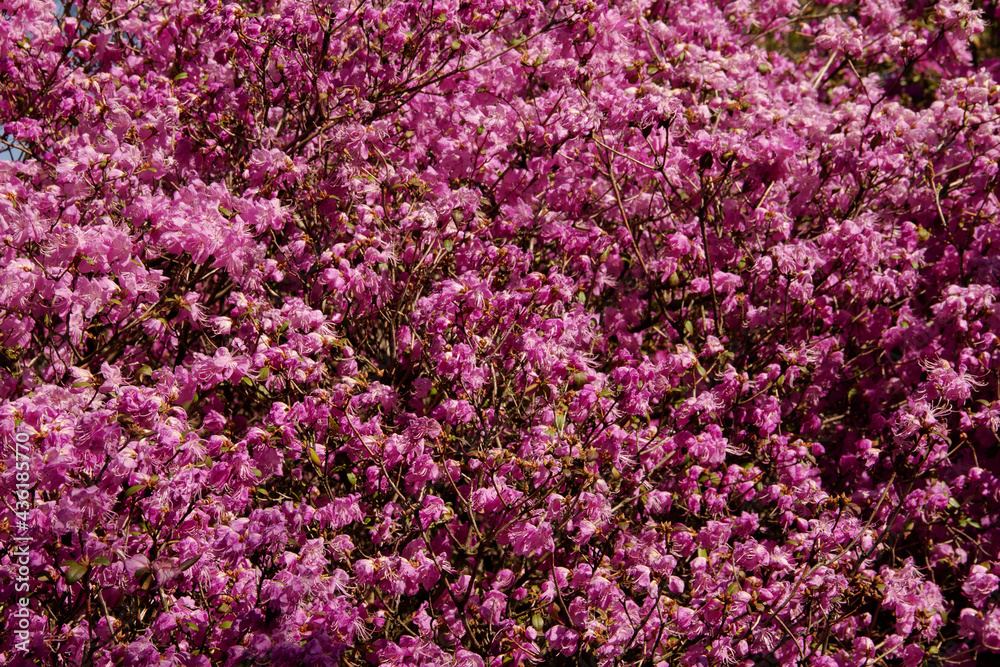 natural background in early spring a branch with young pink flowers of a garden plant