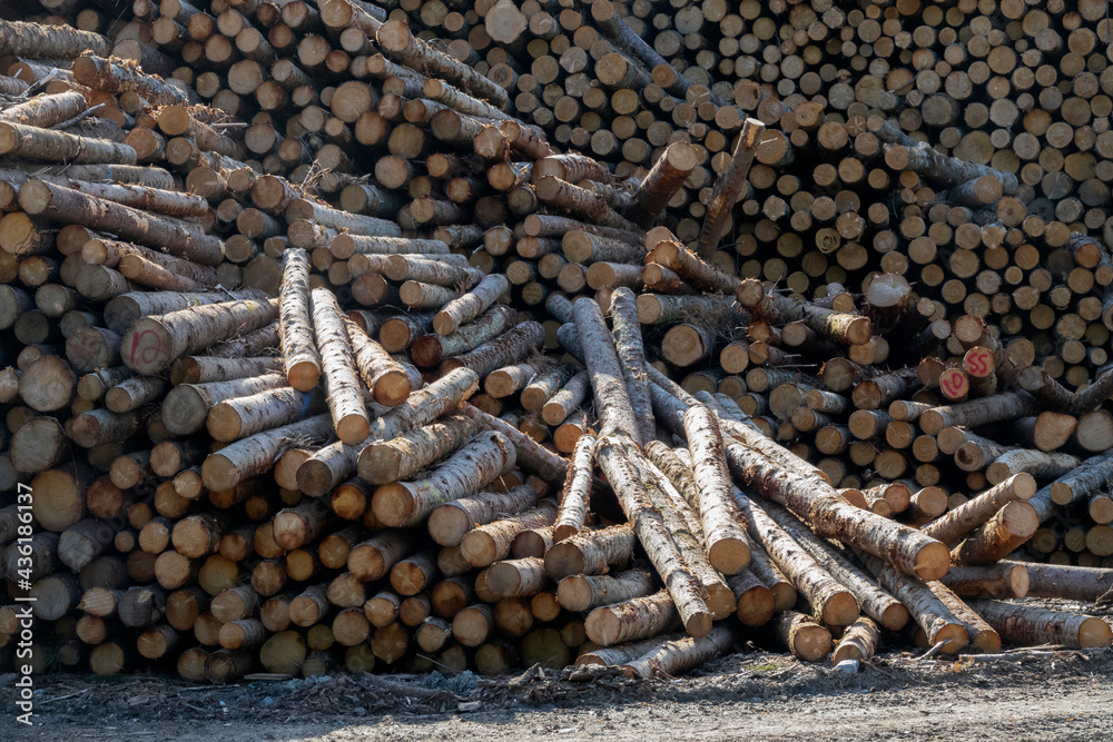 Pile of tree logs in a sawmill