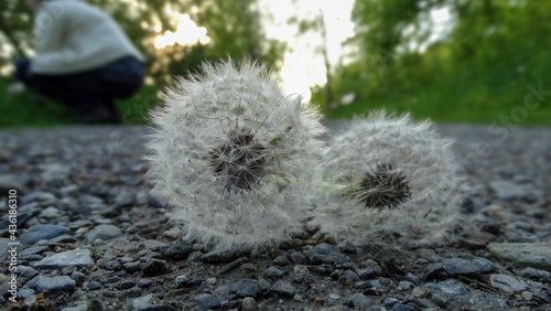 Pusteblume auf dem Weg