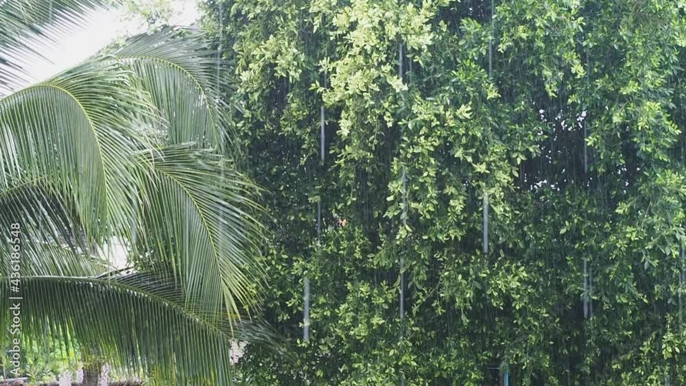 Raining in the daytime. Season rain. Slow-motion
Raining in the daytime. Season rain. Slow-motion