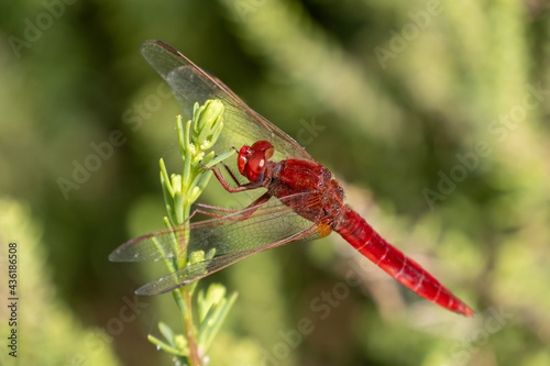 Blutrote Libelle auf Fuerteventura photo