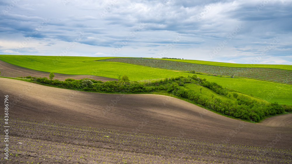 Fototapeta premium Wavy agricultural field of Moravian Tuscany. Czech Repulbic