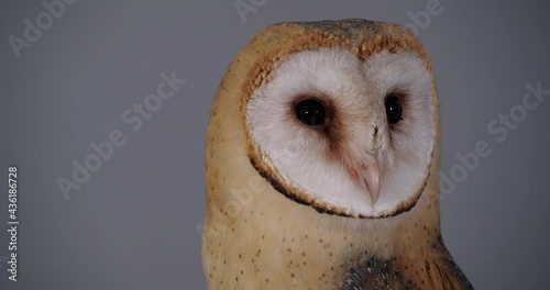 Beautiful barn owl on grey background, closeup photo