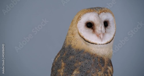 Beautiful barn owl on grey background, closeup photo