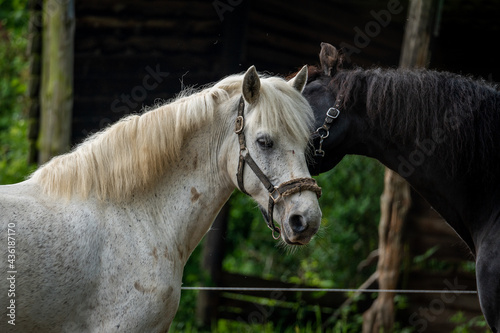 two horses on the farm