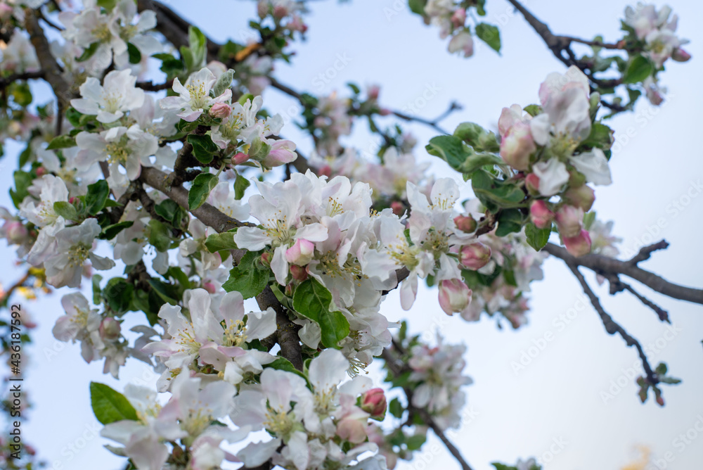 flowering tree in the garden flowering tree in the garden