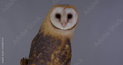 Beautiful barn owl on grey background, closeup photo