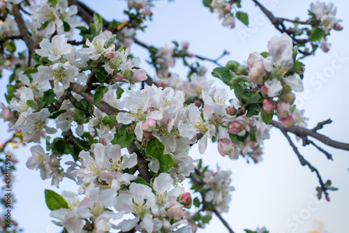 flowering tree in the garden