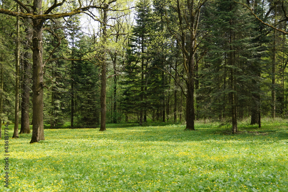 trees in the park