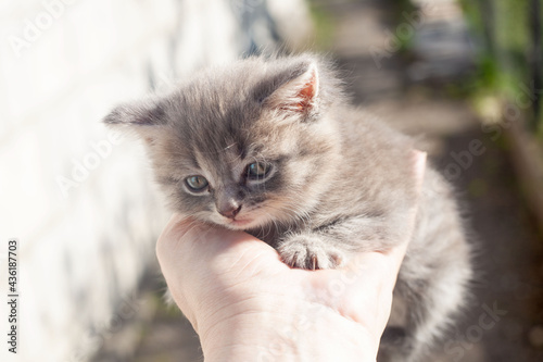 the hand of an adult man holds a gray kitten on his hand. They're on the street