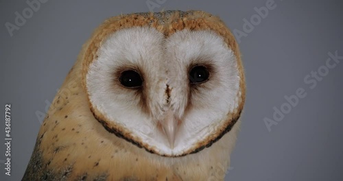 Beautiful barn owl on grey background, closeup photo