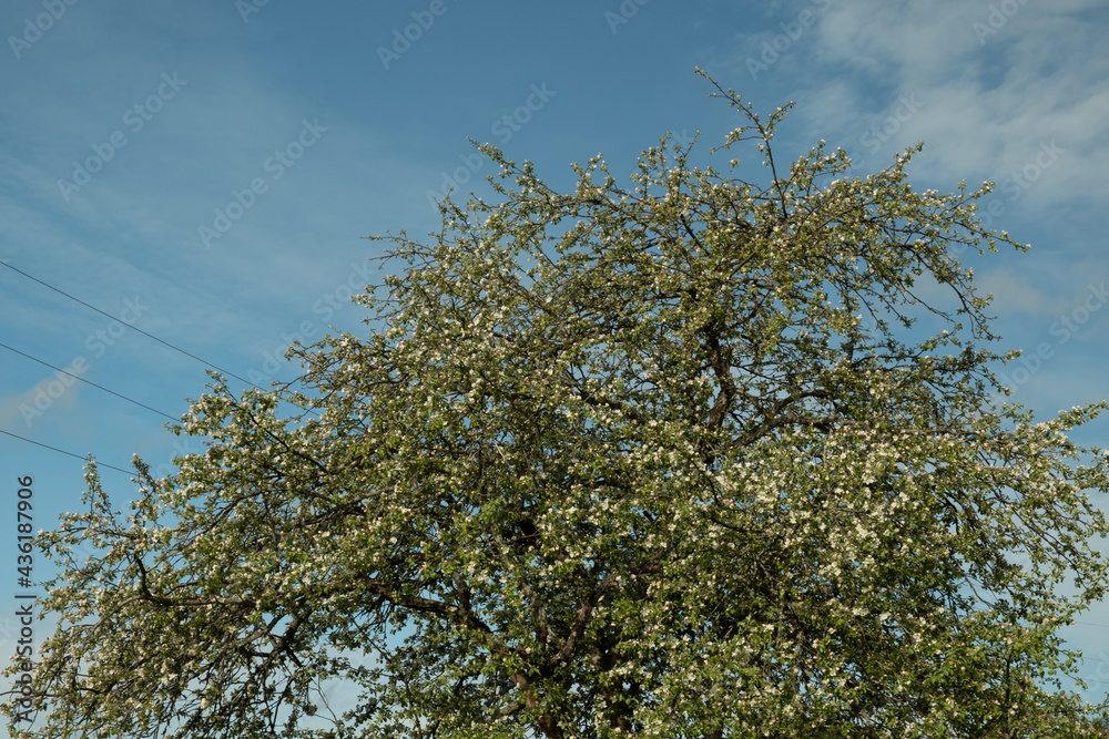 An old, abandoned log house. Deserted village in Russia. A lonely hut without people. Rotten wall construction. Hut against the background of the blue sky. Karelia. Russia. Day.