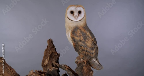 Beautiful barn owl on tree branch against grey background photo