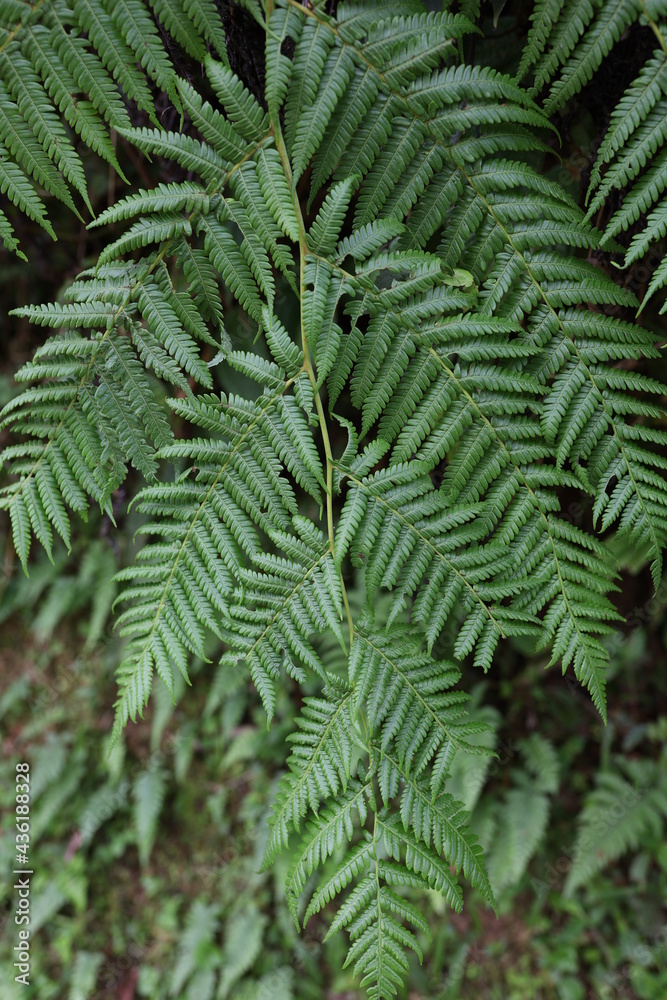 natural of leaf natural of leaf