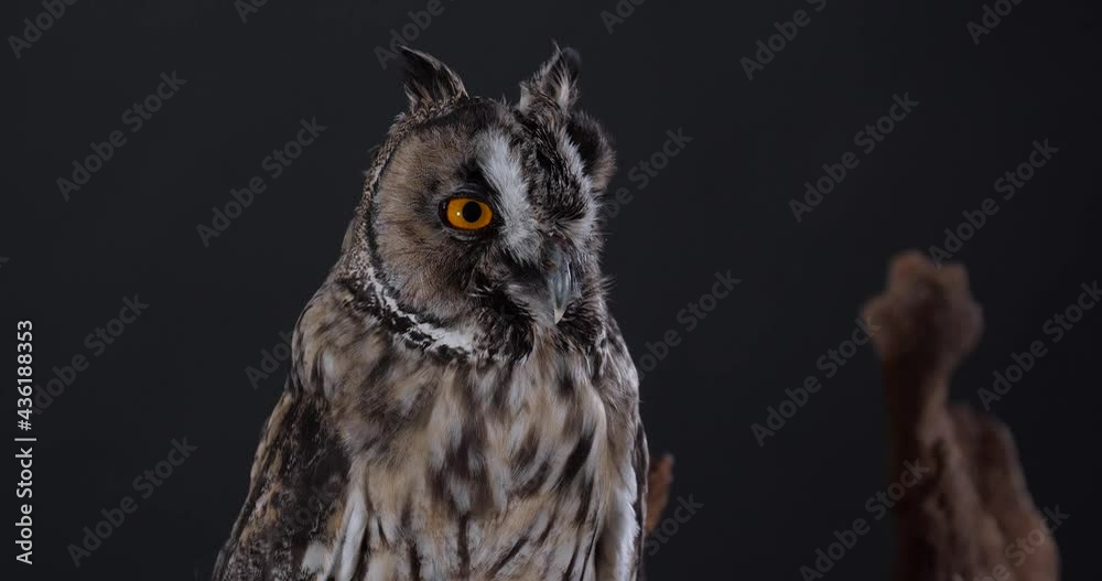 Beautiful eagle owl on tree branch against dark grey background Beautiful eagle owl on tree branch against dark grey background