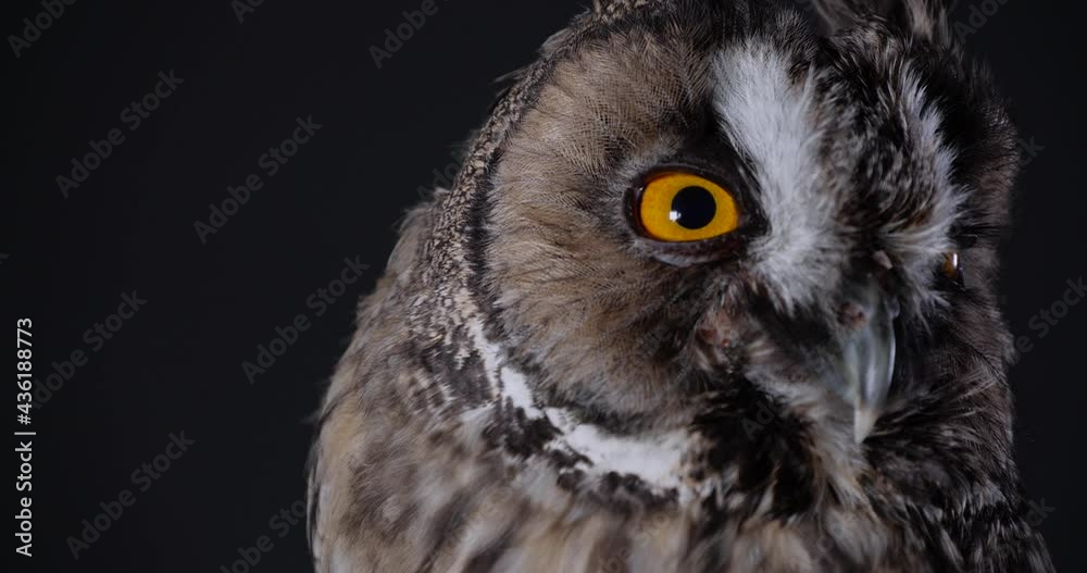 Beautiful eagle owl against black background, closeup Beautiful eagle owl against black background, closeup