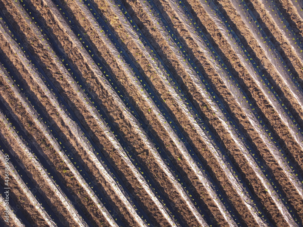 Aerial view on strawberry farm field rows.