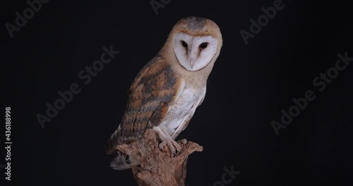 Beautiful barn owl on tree branch against black background photo