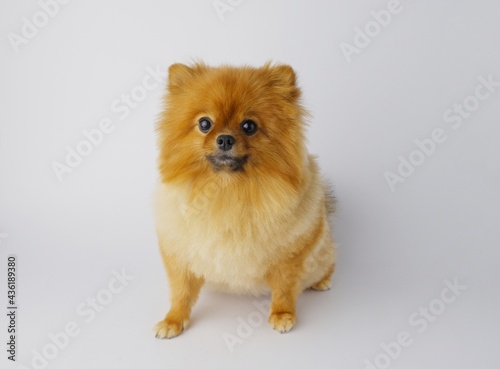 Pomeranian puppy sitting on a table on a white background