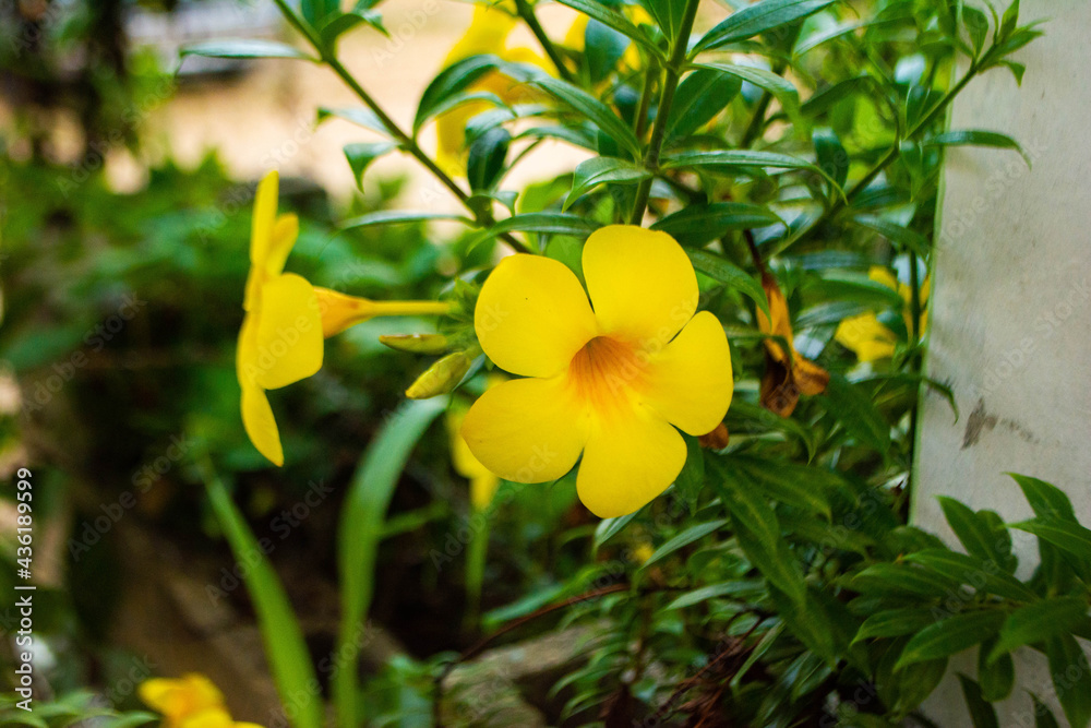 flor amarilla- yelow 