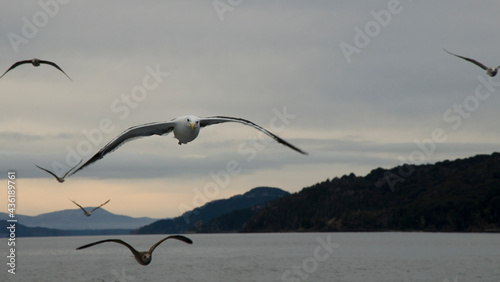 several seagulls flying across a lake facing the camera