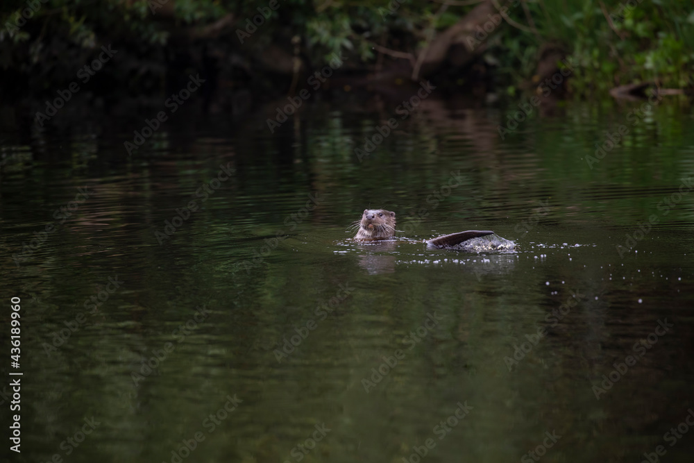 eurasian otter, Lutra lutra, swimming in river and hidden by tree over growth during an early summers morning in Scotland.