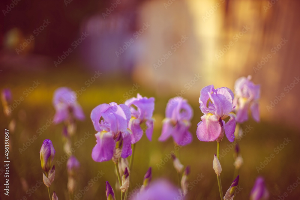 Purple iris flowers growing in a sunny spring garden at sunset Purple iris flowers growing in a sunny spring garden at sunset