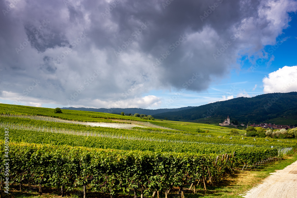 Vineyards on the wine road, Alsace, France