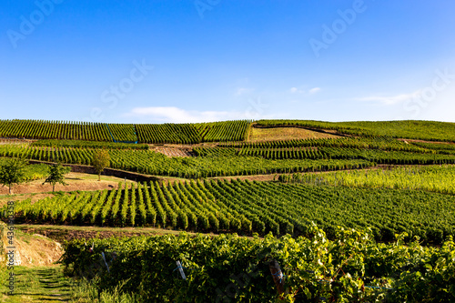Vineyards on the wine road  Alsace  France