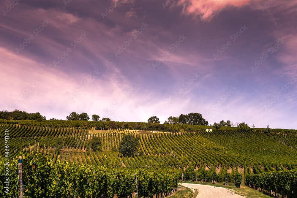 Fototapeta premium Vineyards on the wine road, Alsace, France