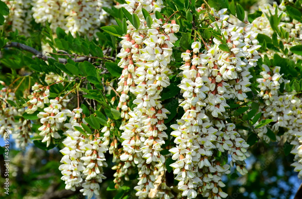 The blossoming of the white acacia is accompanied by a scent. The blossoming of the white acacia is accompanied by a scent.