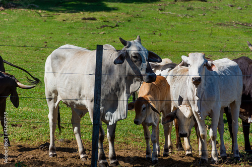 Vacas no pasto    beira da cerca no interior de S  o Paulo