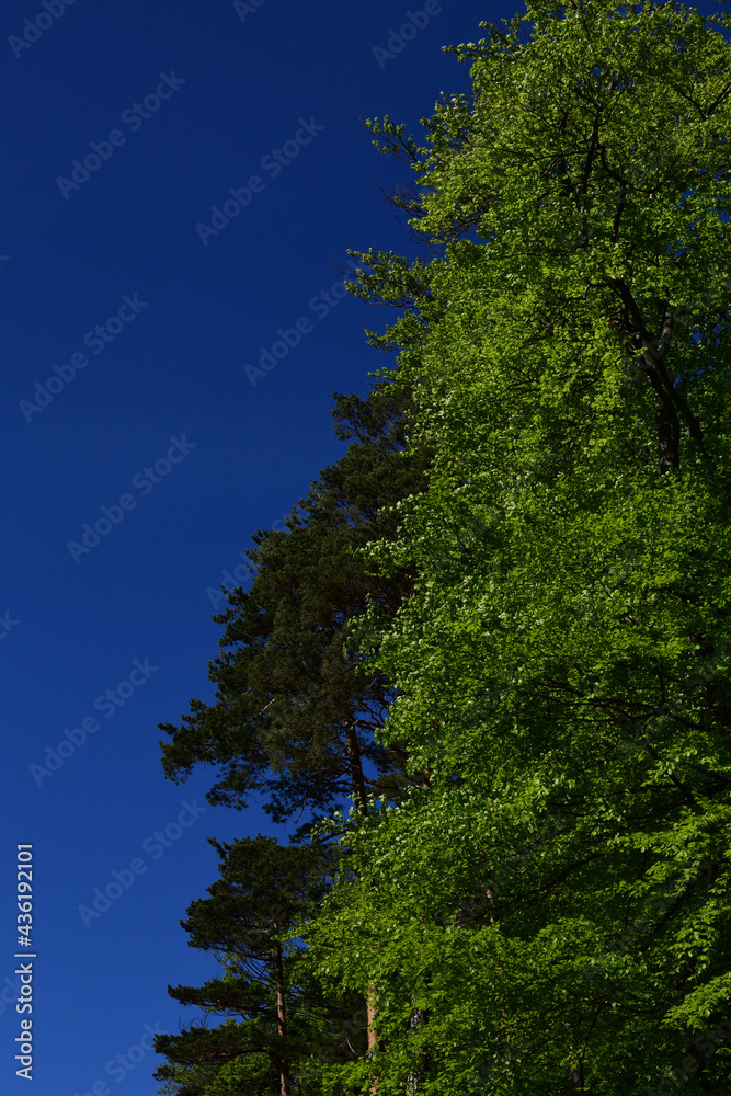 Fototapeta premium Grüne Bäume im Abendlicht, hellgrün frisch ausgetriebenes Laub im Frühling, dunkelblauer Himmel