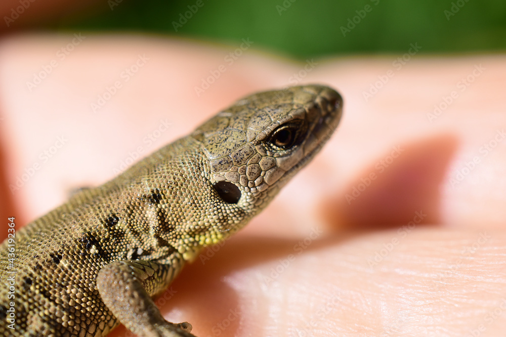 Junges Exemplar der Zauneidechse, Lacerta agilis, Kopf und vordere Beine, auf Hand in der Sonne Junges Exemplar der Zauneidechse, Lacerta agilis, Kopf und vordere Beine, auf Hand in der Sonne