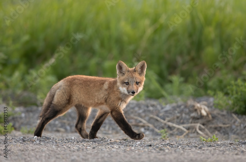 Red fox kit (Vulpes vulpes) walking in a grassy meadow deep in the forest in early spring in Canada © Jim Cumming