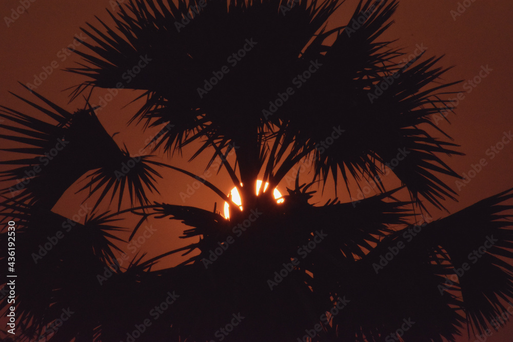 Obraz premium palm tree silhouette