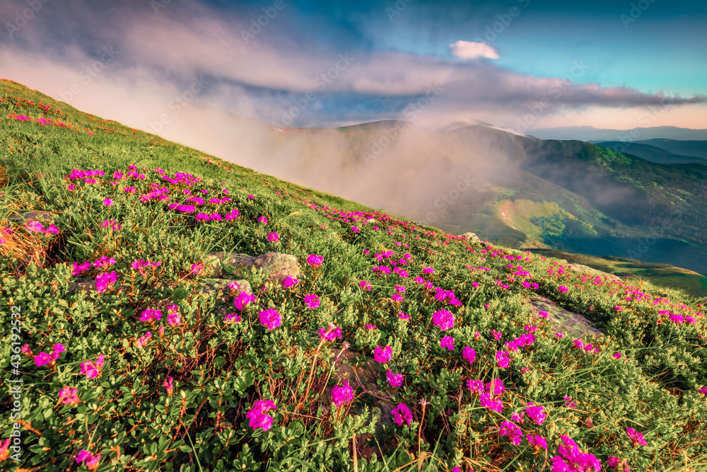 Sunny morning scene of Chornogora mountain range with Hoverla peak on background. Blooming pink rhododendron flowers on Carpathian hills in June. Beauty of nature concept background.