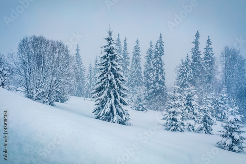Snowy winter scenery. Captivating morning view of mountain forest. Amazing winter landscape of Carpathian mountains. Beauty of nature concept background.
