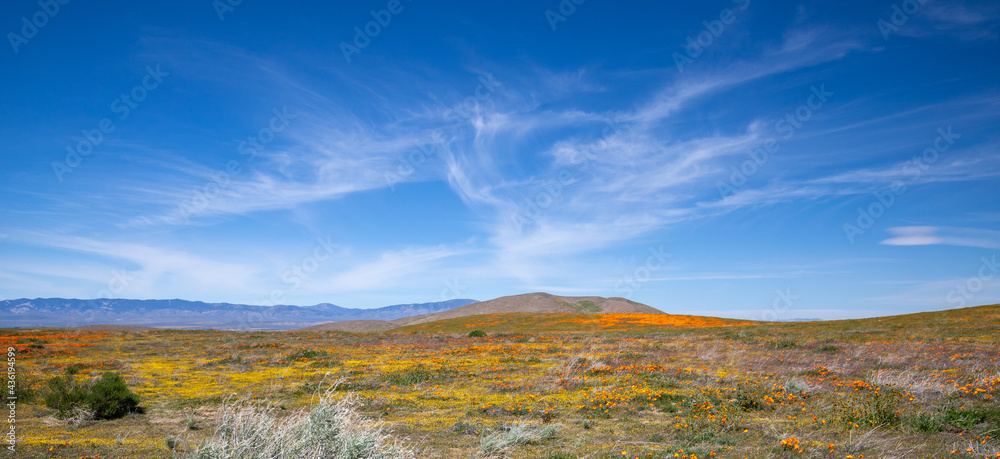Desert Field of California Golden Poppies under blue cirrus sky in the high desert of southern California USA