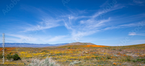 Desert Field of California Golden Poppies under blue cirrus sky in the high desert of southern California USA © htrnr